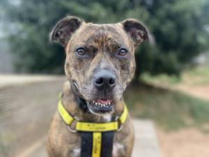 Angel - Female Staffordshire Cross (SBT) Photo