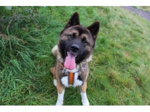 Apollo - Male Akita Photo