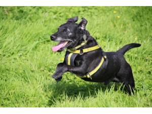 Billy - Male Patterdale Terrier Photo