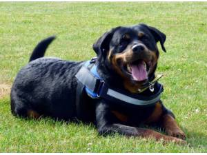 Brodus - Male Rottweiler Photo