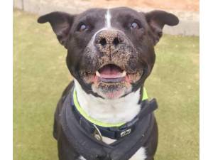 Deedee - Female Staffordshire Bull Terrier (SBT) Photo