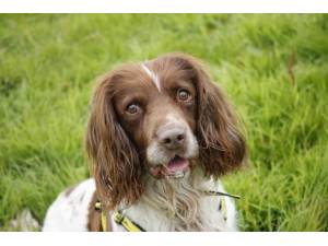 Duke - Male Spaniel: English Springer Photo
