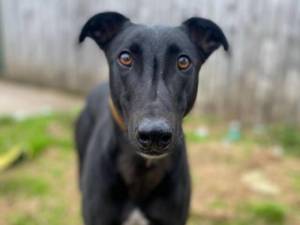 Frankie - Male Greyhound Photo