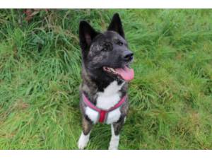 Lilo - Female Akita Photo