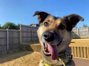 Lupo - Male German Shepherd Dog (GSD / Alsatian) Photo