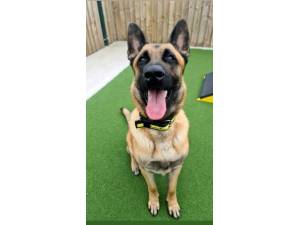 Marley - Male Belgian Shepherd Dog: Malinois (BSD) Photo
