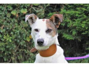 Mick - Male Lurcher Photo