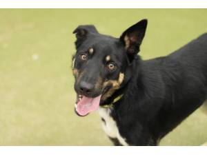 Mylo - Male Border Collie Photo