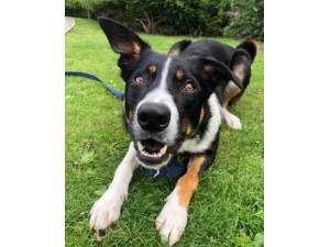 Rex - Male Border Collie Photo