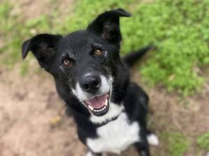 Samson - Male Collie Cross (Border) Photo