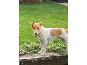 Tucker - Male Jack Russell Terrier (JRT) Photo