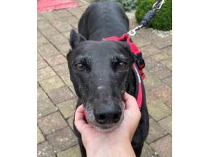 Beanz - Female Greyhound Photo