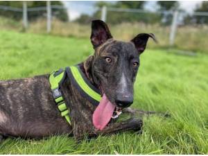 MARLOW - Greyhound
crossbreed Photo