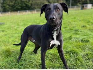 HAGRID - Whippet
crossbreed Photo