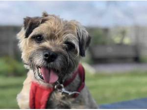MOKKA - Border Terrier Photo