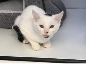 SIRIUS - Domestic Shorthair
crossbreed Photo