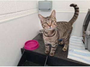 LUCKY AND ELIJAH - Domestic Shorthair
crossbreed Photo