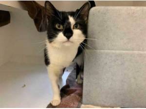 JONESY - Domestic Shorthair
crossbreed Photo
