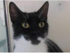 OREO - Domestic Shorthair
crossbreed Photo