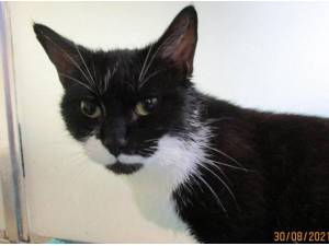 BEAUTIFUL - Domestic Shorthair
crossbreed Photo
