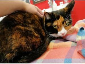 SABRINA - Domestic Shorthair
crossbreed Photo
