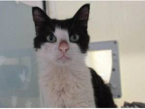 ALICE - Domestic Shorthair
crossbreed Photo