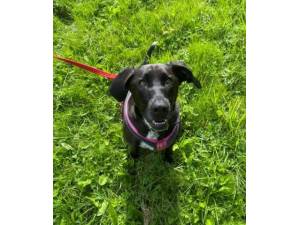Nina - Female Crossbreed Photo