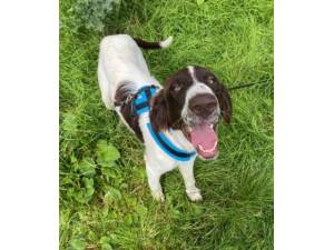 Campbell - Male Springer Spaniel Cross Photo