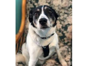 Moe - Male Collie Cross Photo