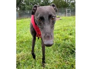 Mininie - Female Greyhound Photo