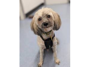 Brody - Male Chinese Crested Dog Photo