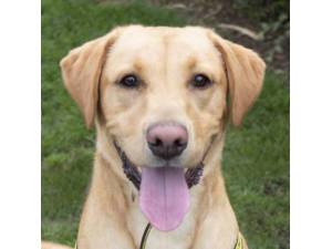 Bumper - Male Labrador Photo