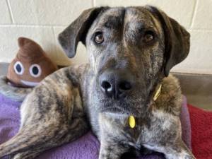 Caffrey - Male Mastiff: Old English Photo