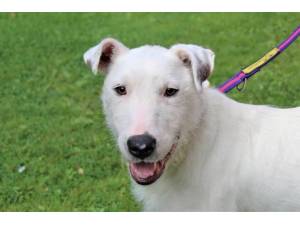 Davie - Male Terrier: English Bull Photo