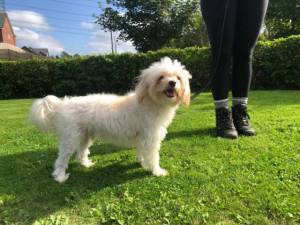 Dexter - Male Terrier: Maltese Photo