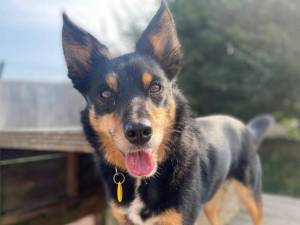 Dolly - Female Collie Cross (Border) Photo