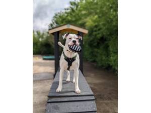 Frankie - Male American Bulldog Photo