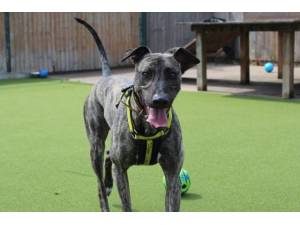 Hugo - Male Lurcher Photo