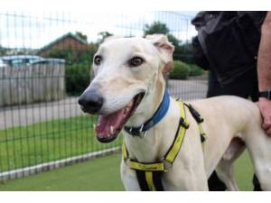 Jake - Male Lurcher Photo