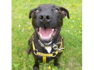 Jet - Male Patterdale Terrier Photo