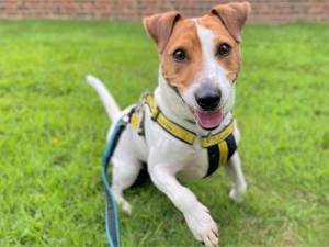 Loki - Male Terrier Cross Photo