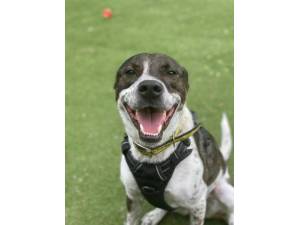 Lola S - Female Staffordshire Bull Terrier (SBT) Photo