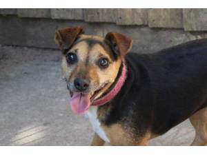 Maisie - Female A Crossbreed Photo