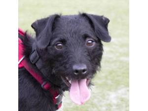 Marley - Male Patterdale Terrier Photo