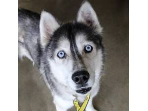 Max - Male Siberian Husky Photo