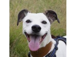 Nancy - Female Lurcher Photo