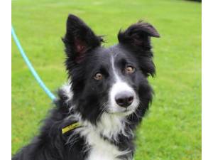 Ollie - Male Border Collie Photo