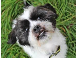 Oreo - Male Shih Tzu Photo