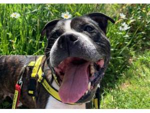 Oscar - Male Staffordshire Bull Terrier (SBT) Photo