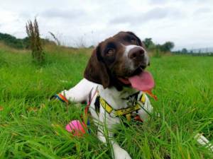 Polly - Female Spaniel: English Springer Photo